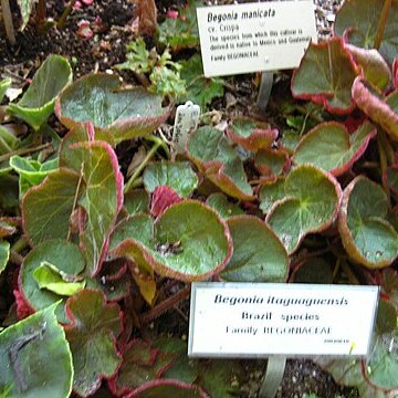 Begonia itaguassuensis unspecified picture