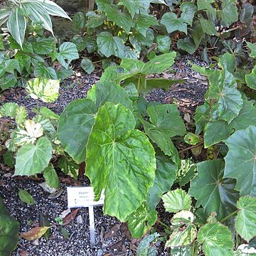 Begonia barkeri unspecified picture