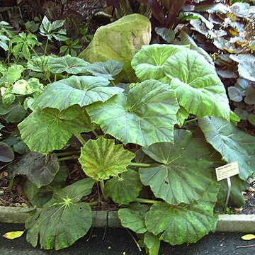 Begonia megaptera unspecified picture