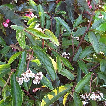 Begonia parilis unspecified picture