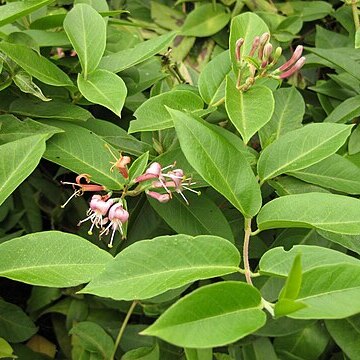 Lonicera acuminata unspecified picture