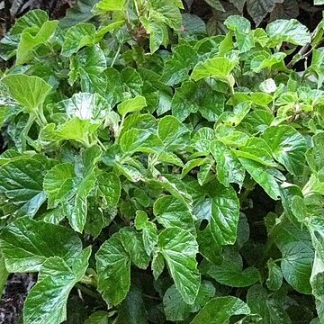 Begonia alnifolia unspecified picture