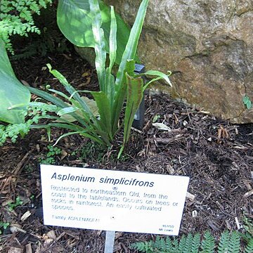 Asplenium simplicifrons unspecified picture