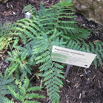 Polystichum australiense unspecified picture