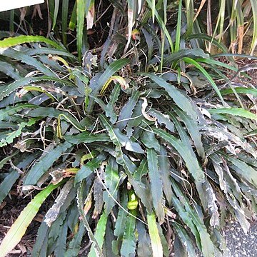 Blechnum patersonii unspecified picture