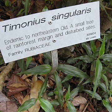 Timonius singularis unspecified picture