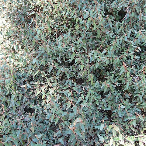 Lasiopetalum discolor unspecified picture