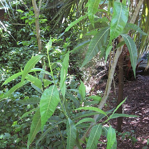 Ficus coronulata unspecified picture