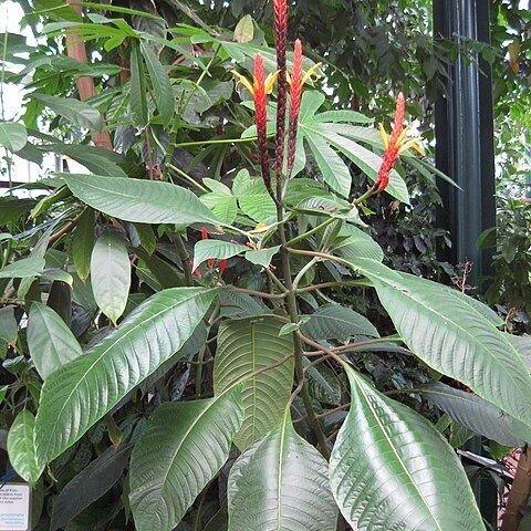 Aphelandra hartwegiana unspecified picture