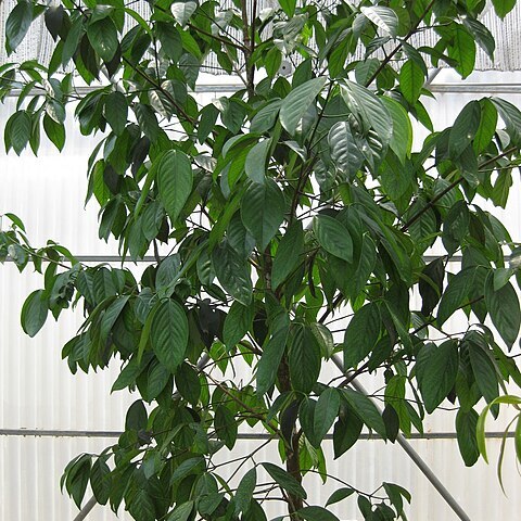 Garcinia hanburyi unspecified picture