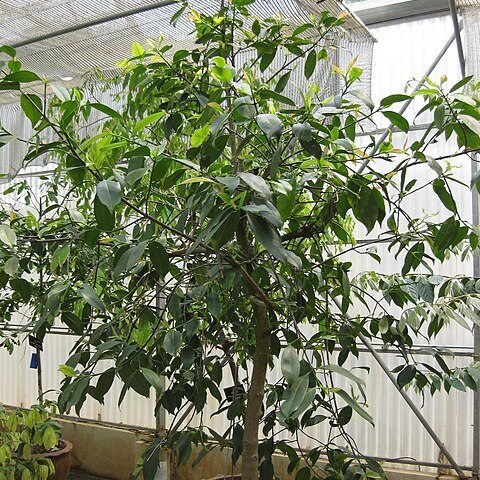 Garcinia cowa unspecified picture