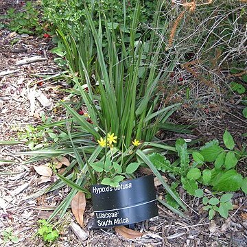 Hypoxis obtusa unspecified picture