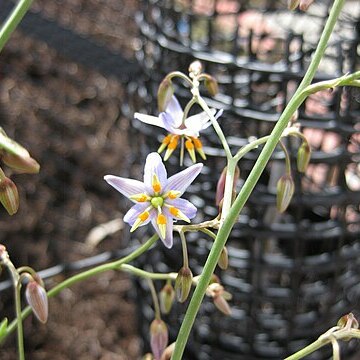 Dianella amoena unspecified picture