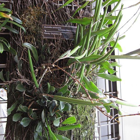 Dendrobium schoeninum unspecified picture