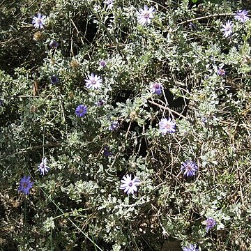 Olearia astroloba unspecified picture