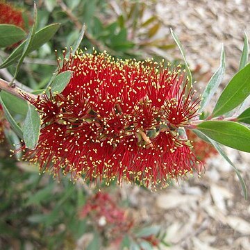 Melaleuca polandii unspecified picture