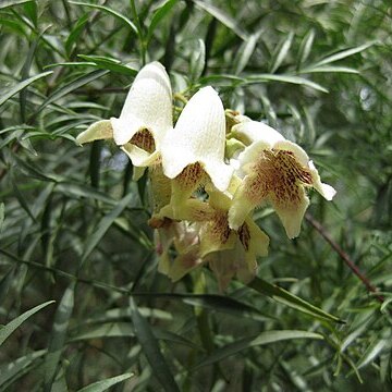 Pandorea doratoxylon unspecified picture