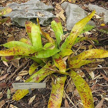 Neoregelia kautskyi unspecified picture