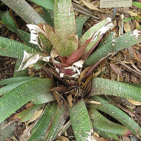 Vriesea vagans unspecified picture