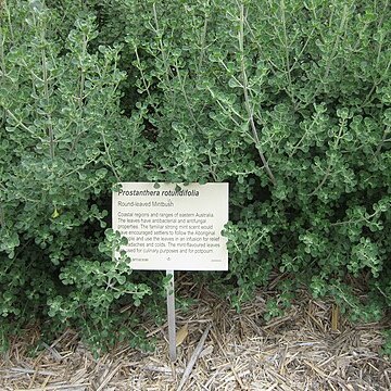 Prostanthera rotundifolia unspecified picture