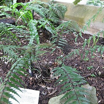 Asplenium polyodon unspecified picture