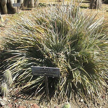 Dyckia pseudococcinea unspecified picture