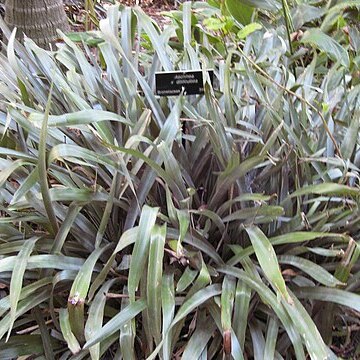 Ronnbergia aciculosa unspecified picture