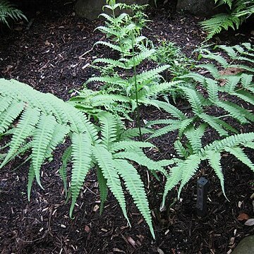 Pteris comans unspecified picture