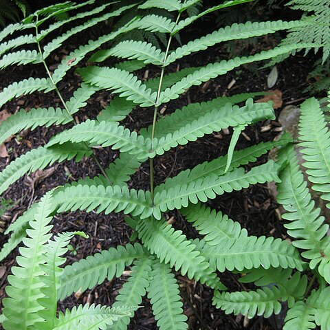 Pteris berteroana unspecified picture