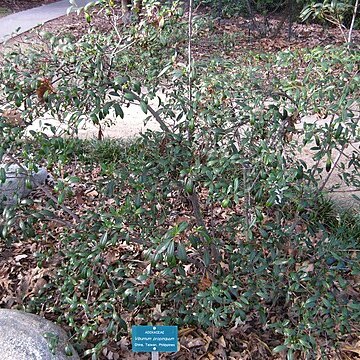 Viburnum propinquum unspecified picture