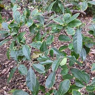 Pittosporum eriocarpum unspecified picture