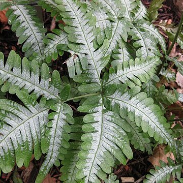 Pteris quadriaurita unspecified picture