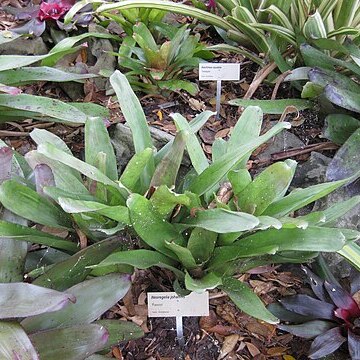 Neoregelia johannis unspecified picture