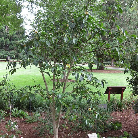 Camellia taliensis unspecified picture