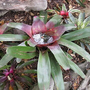 Neoregelia magdalenae unspecified picture