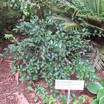 Camellia brevistyla unspecified picture