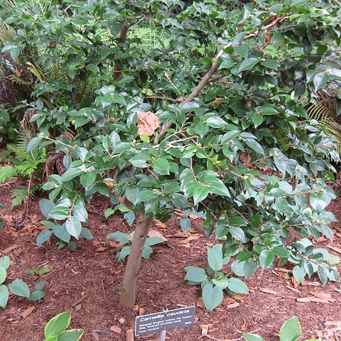 Camellia caudata unspecified picture