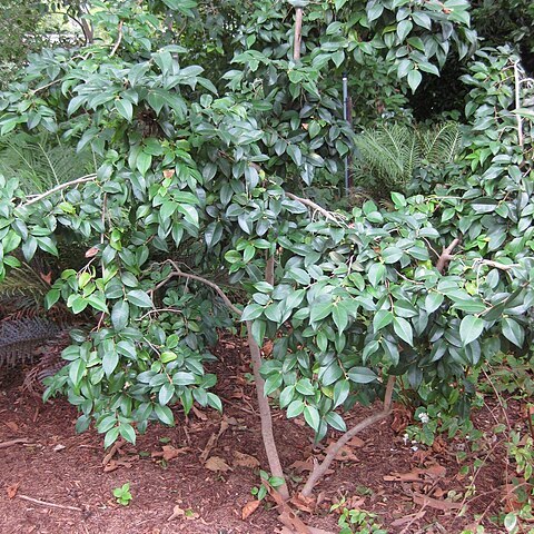 Camellia forrestii unspecified picture