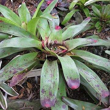 Neoregelia correia-araujoi unspecified picture