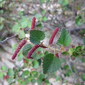 Acalypha californica unspecified picture