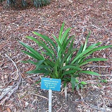 Dianella atraxis unspecified picture