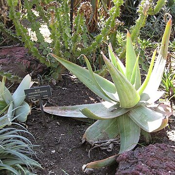 Aloe karasbergensis unspecified picture