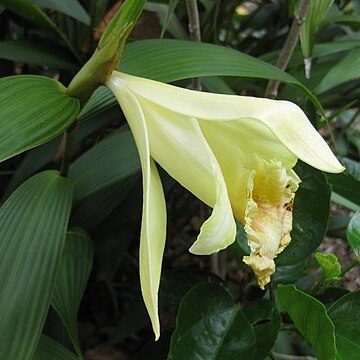 Sobralia xantholeuca unspecified picture