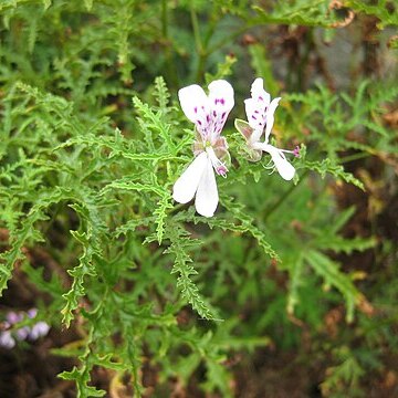 Pelargonium denticulatum unspecified picture