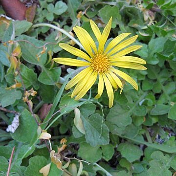 Calendula suffruticosa subsp. maritima unspecified picture