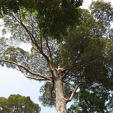 Dipterocarpus costatus unspecified picture