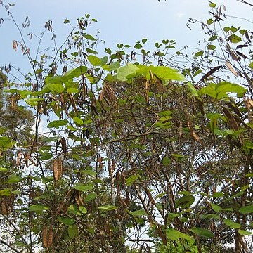 Bauhinia viridescens unspecified picture