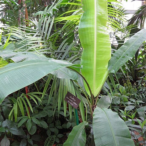 Musa gracilis unspecified picture