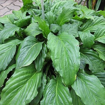 Tacca plantaginea unspecified picture