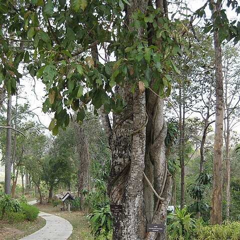 Quercus kingiana unspecified picture